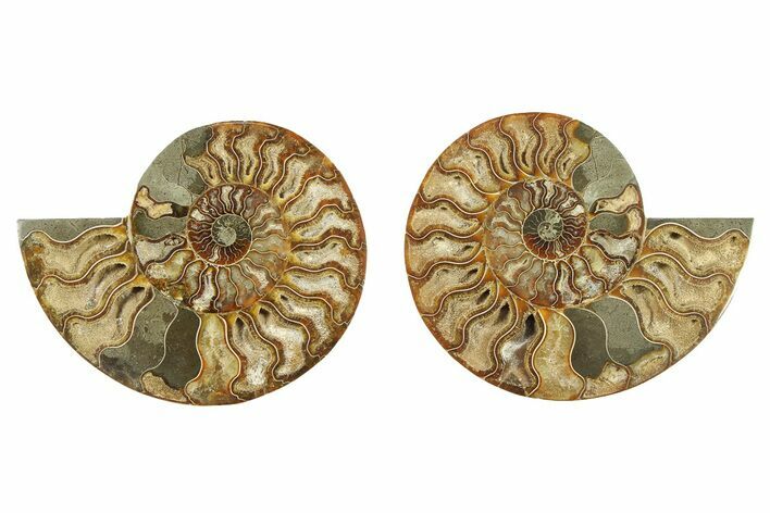 Cut & Polished, Crystal-Filled Ammonite Fossil - Madagascar #282974